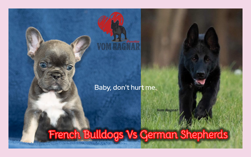 Chicago Top Dog Breeder German Shepherds French Bulldogs Pupp Wboc Tv