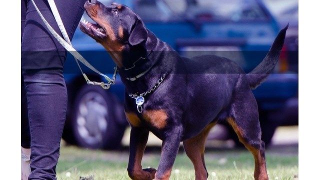 adult dog obedience training